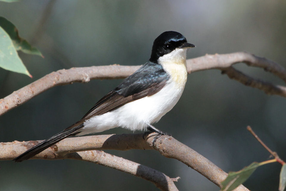 Restless Flycatcher (Myiagra inquieta)